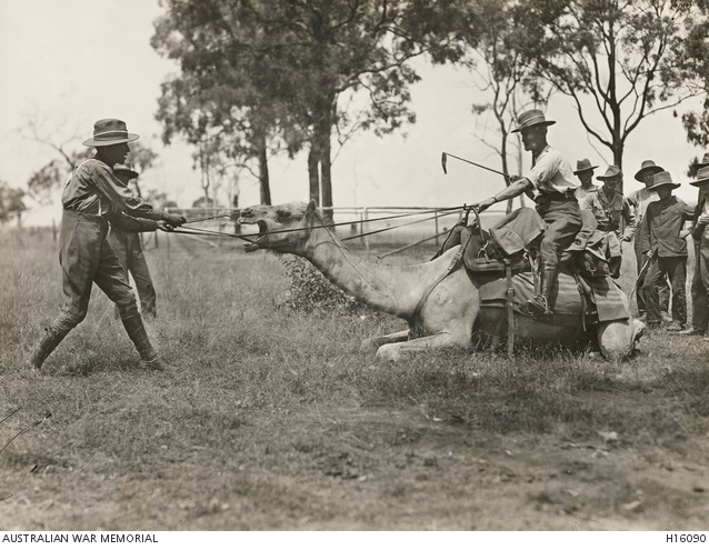 Menangle Army Camp Camel Corps 1917 [2] AWM