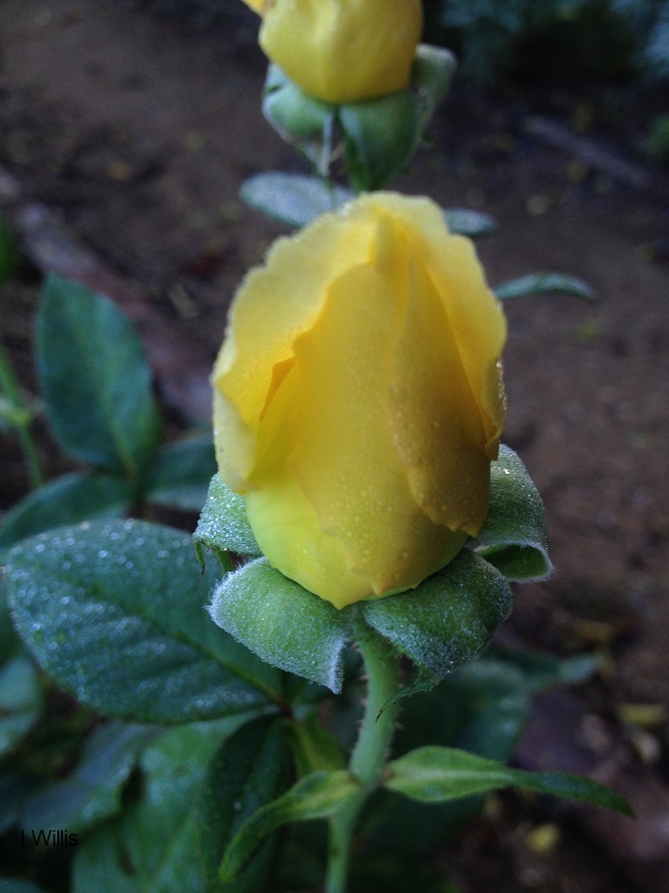 Camden Community Garden Rose 2018