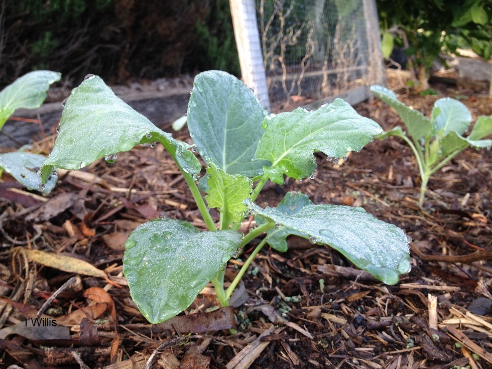 Camden Community Garden seedling cauliflower