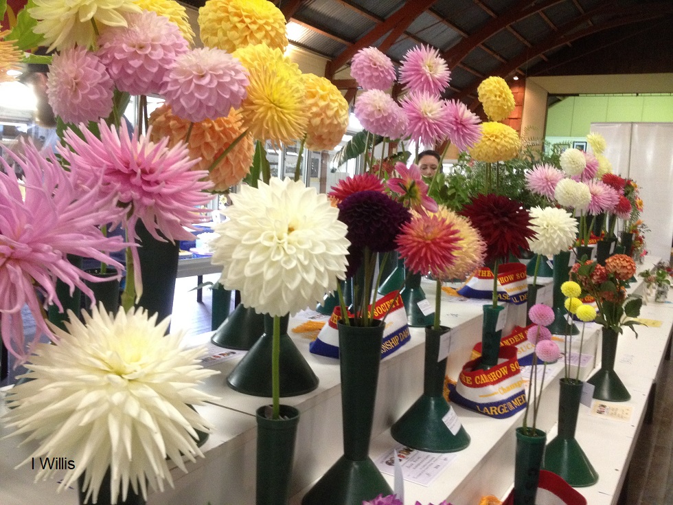 Camden Show 2018 Flowers