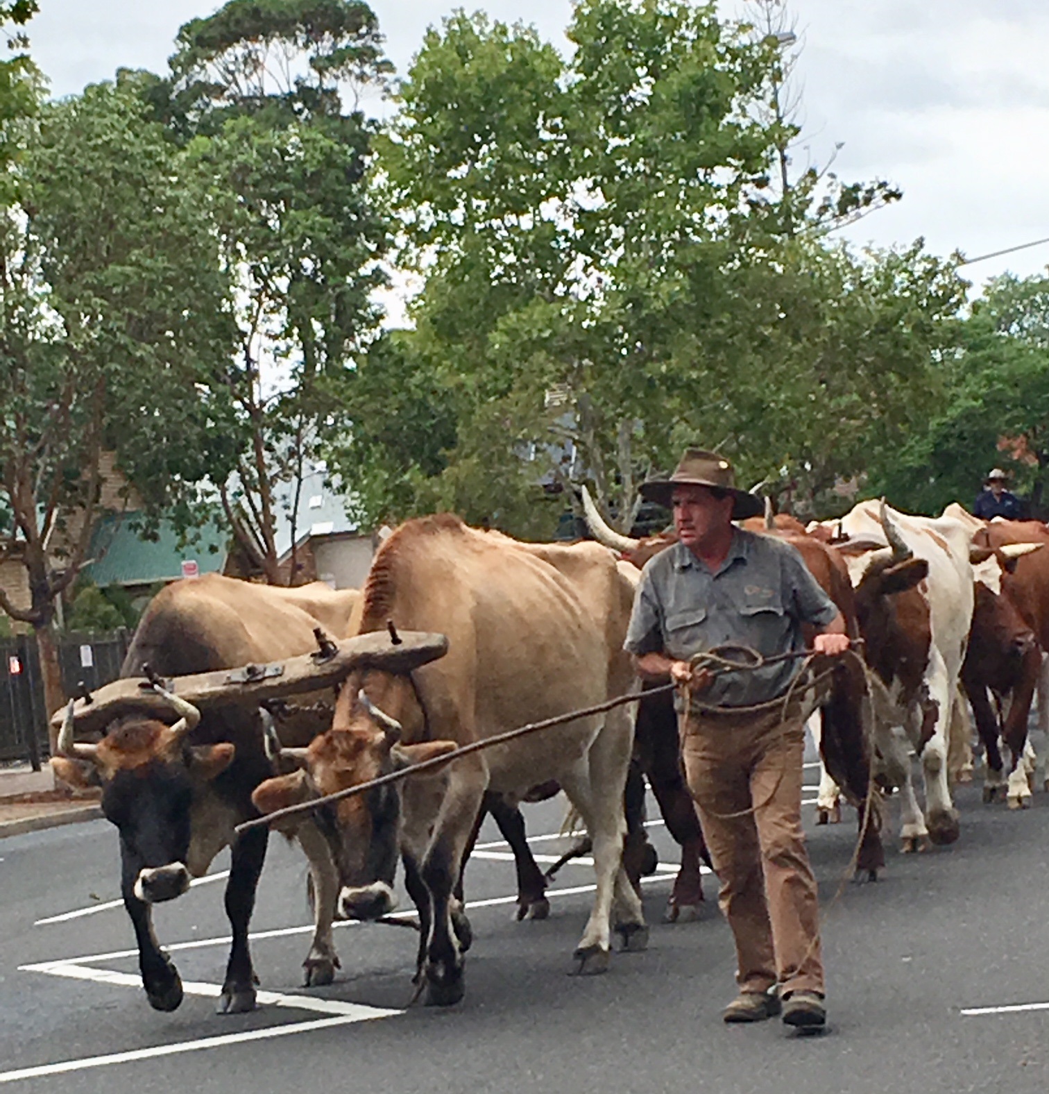Camden Show Bullock Team 2018 MWillis
