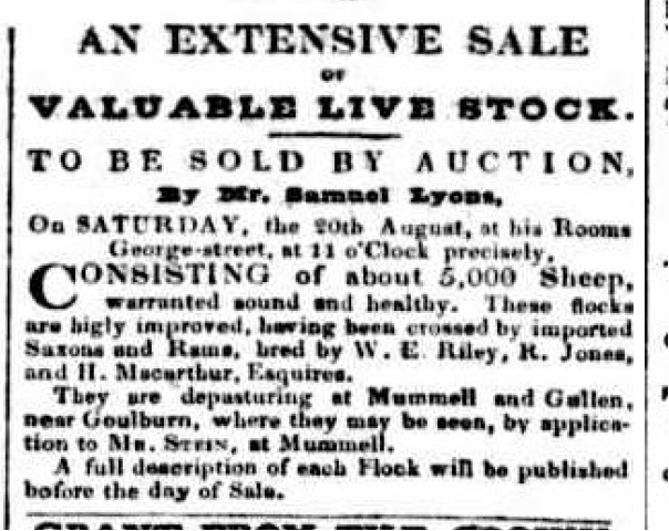 Mummel Sheep Sale 5000 Australian 1836Aug5