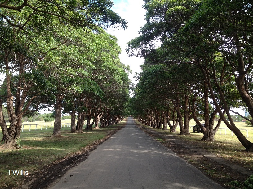 Concord Yaralla Estate 2018 Driveway