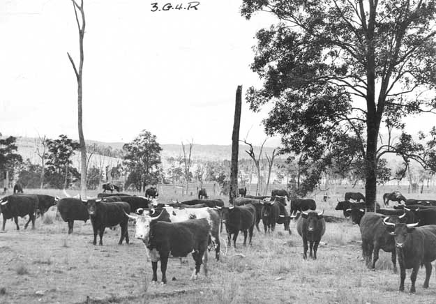 Cowpastures cattle here Grafton 1875 SARNSW