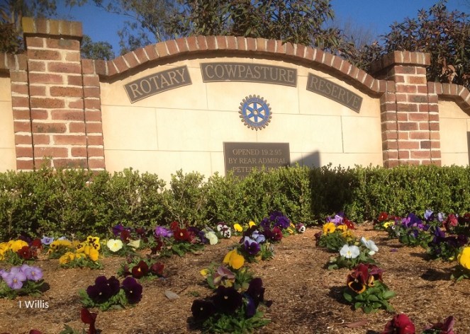 Camden Cowpasture Reserve Spring Flowers 2018