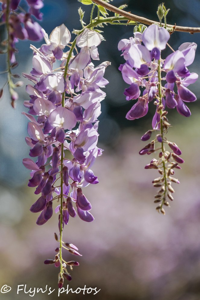 Camden Park House 2018 Flynns LForbes