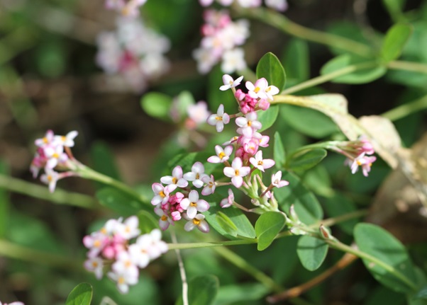 Narellan Studley Park Pimelea spicata 2020 LJackson