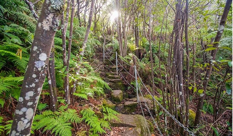 Wollongong Illawarra Rainforest Sublime Point Walking Track Bulli 2000 NCubbin