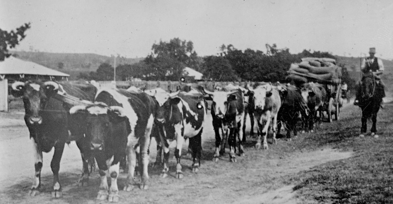 Mount Hunter Davy Nolans bullock team at Mt Hunter 1920s TOHS