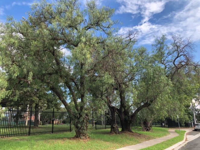Pepper Trees – Camden History Notes